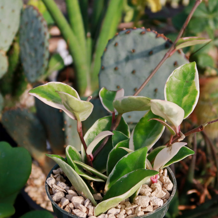 Front view of Hoya carnosa Tricolor showcasing green, pink, and cream variegated leaves in a pebble-filled pot