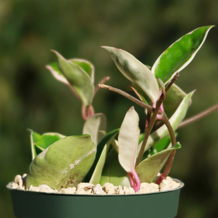 A potted Hoya carnosa Tricolor displays green and creamy white variegated leaves with pink stems, perfect for indoor gardening.
