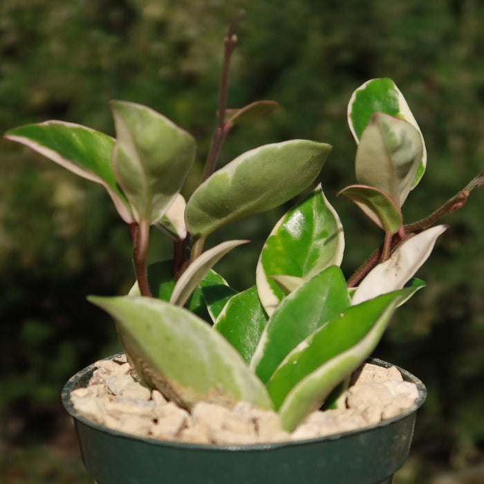 Hoya carnosa Tricolor plant shows thick green leaves with white edges and variegated foliage in light rocky soil, ideal for indoors.