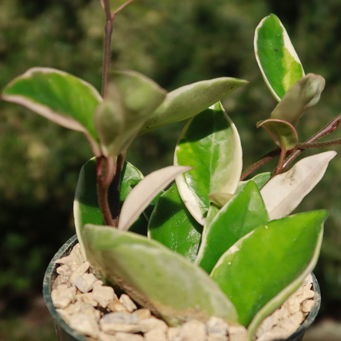 Close-up of a potted Hoya carnosa Tricolor with thick, glossy green and white leaves in light pebbles, blurred greenery in background.