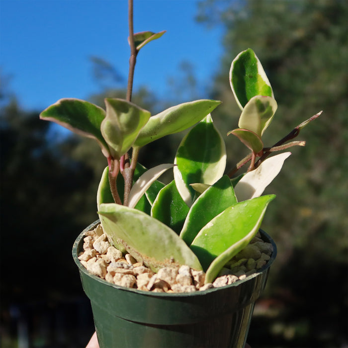 Hoya carnosa Tricolor in a pot with light pebbles, featuring green and white variegated leaves, outdoors with trees and sky blurred.