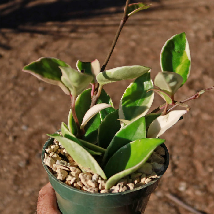 A hand holds a small green pot with a Hoya carnosa Tricolor, displaying its thick, variegated green and white leaves above light gravel.