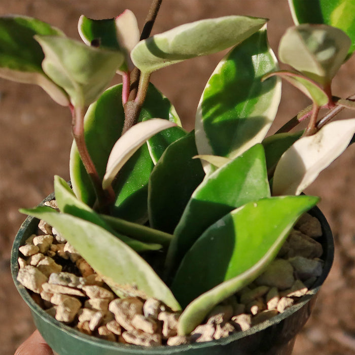 Close-up of a Hoya carnosa Tricolor plant with thick, variegated green and white leaves in chunky gravel, outdoors, blurred background.