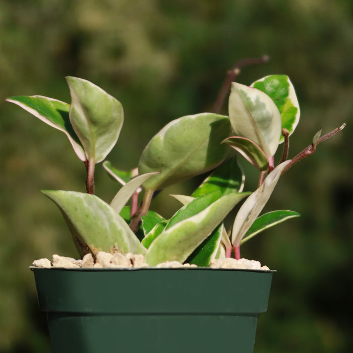 Hoya carnosa Tricolor potted plant with variegated foliage, ideal for indoor gardening and adding vibrant color to your home décor.