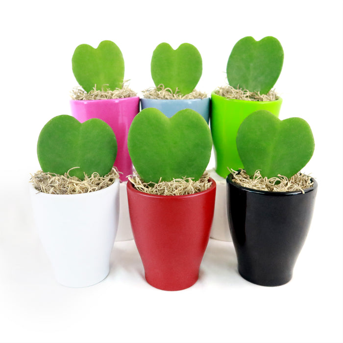 Front view of Hoya Heart Gift With Colorful Decorative Ceramic Pot with heart-shaped plants on white background