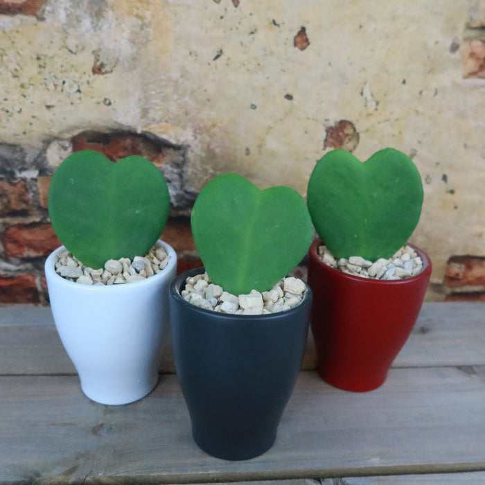 Hoya Heart Gift With Colorful Decorative Ceramic Pot