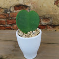 Hoya Heart Gift With Colorful Decorative Ceramic Pot