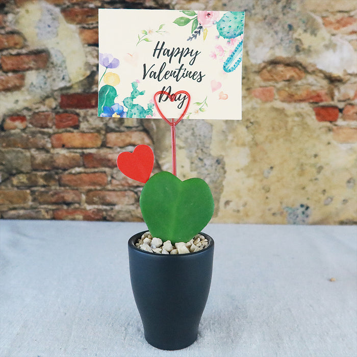 Hoya Heart Gift With Colorful Decorative Ceramic Pot