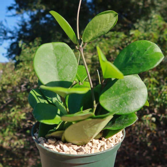 Close-up of a potted Hoya obovata with thick oval green leaves and light gravel, set against a blurred green outdoor background.