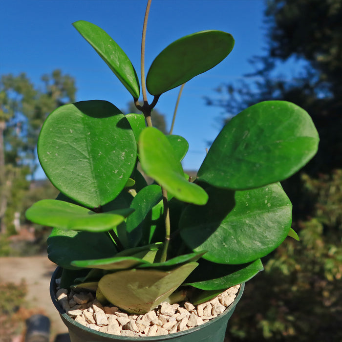 Hoya obovata plant displayed in a pot with trailing succulent vines, bringing vibrant greenery and charm to any room.