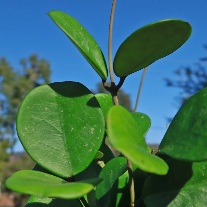 Close-up of Hoya obovata, a trailing succulent with broad oval green leaves, set against a blue sky and blurred trees in the background.