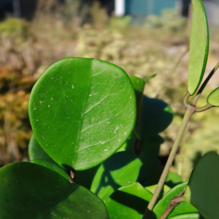 Close-up of a Hoya obovata, also known as Wax Plant, showing its round green succulent leaves on trailing stems.