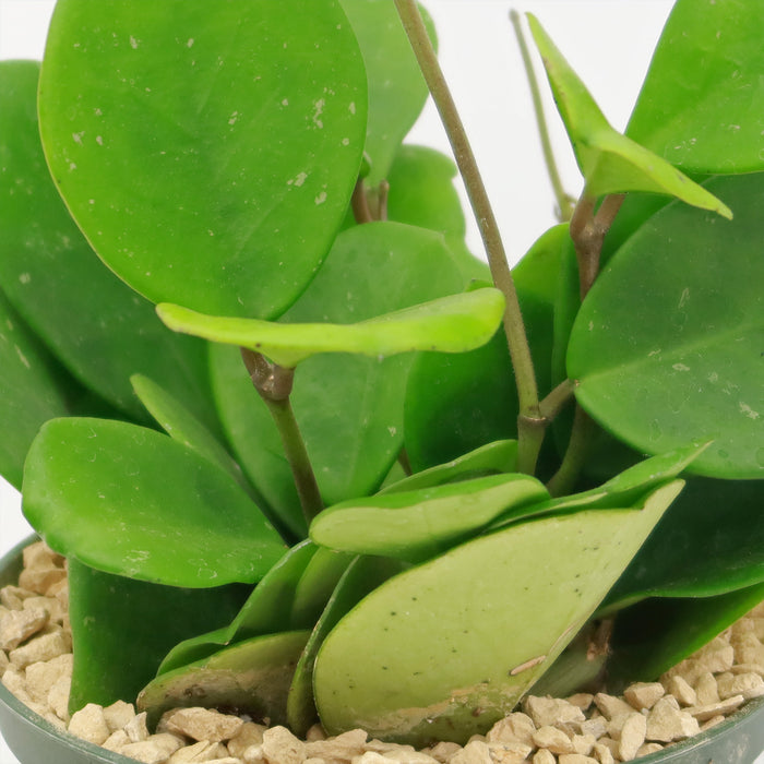Close-up of Hoya obovata, a trailing houseplant with thick oval green leaves and brown stems, displayed among light pebbles on white.