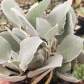 Close-up of Kalanchoe hildebrandtii showcasing thick, pale green velvety leaves against blurred garden plants