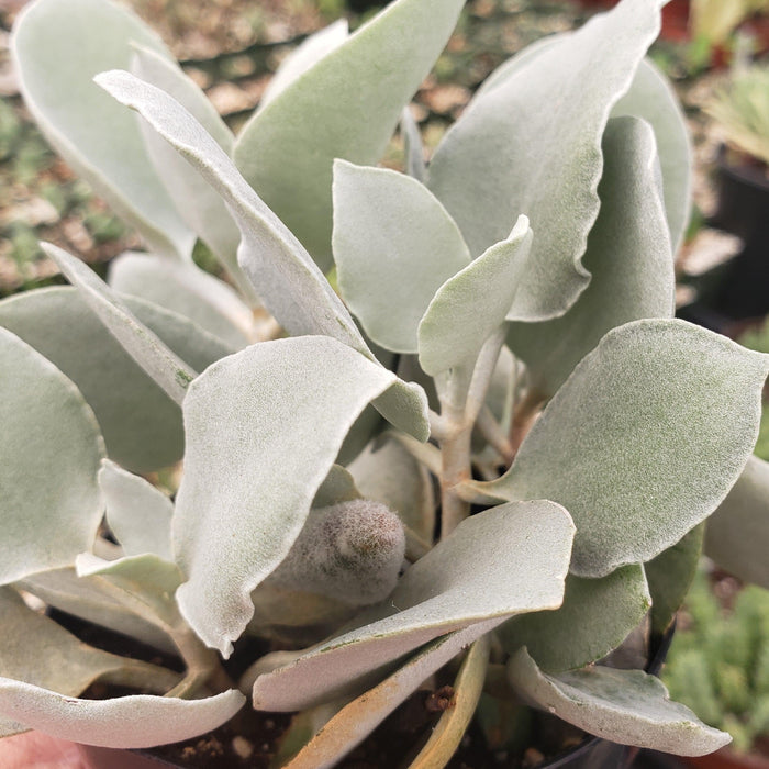 Close-up of Kalanchoe hildebrandtii showcasing thick, pale green velvety leaves against blurred garden plants