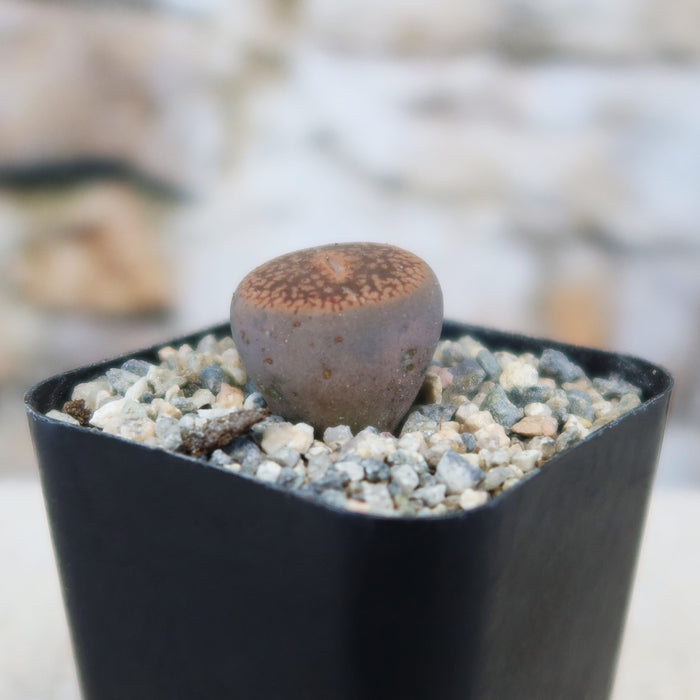 Front view of Lithops aucampiae showcasing its rounded patterned living stone form in a black pot with gravel