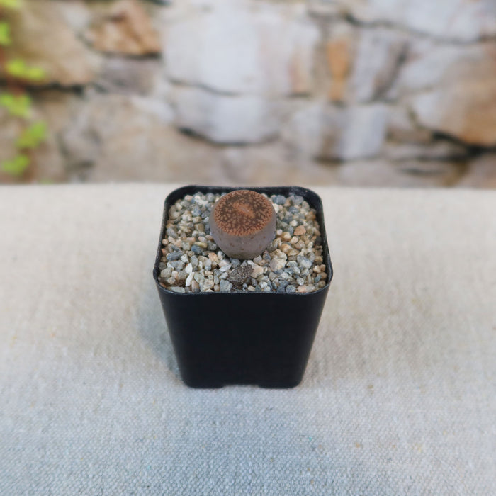 Front view of Lithops optica Rubra showcasing its reddish purple body in a black pot with pebbles and blurred rocks