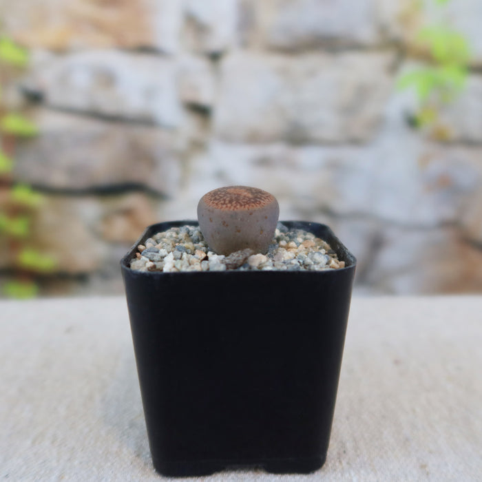 Lithops aucampiae succulent, or living stone, in a black square pot with gravel, set before a stone wall and some greenery.