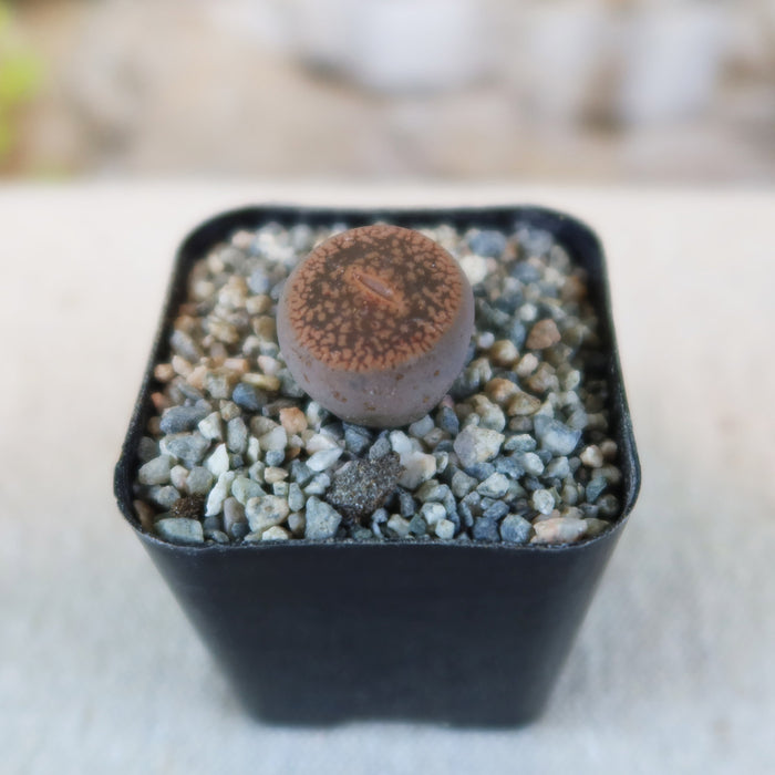 Lithops aucampiae succulent, or "living stone," in a square black pot with gravel, top view, blurred background.