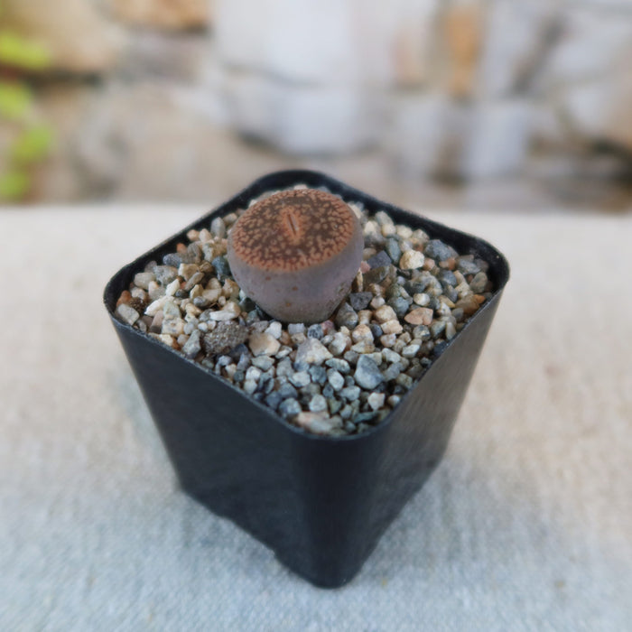 Lithops aucampiae succulent, resembling living stones, shown in a square black pot with gravel on an outdoor background.
