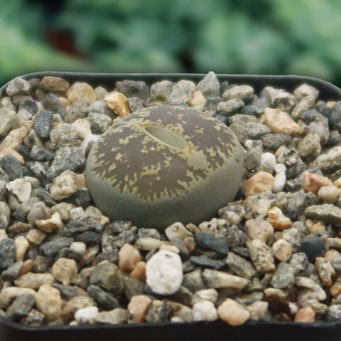 Lithops aucampiae, a round greenish-brown succulent, nestles among pebbles in its pot, blending naturally with the stony surroundings.