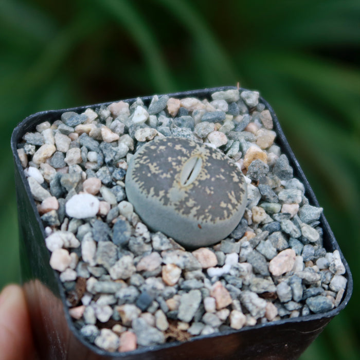Close-up of Lithops aucampiae succulent in a black square pot with small gravel, set against a softly blurred green background.