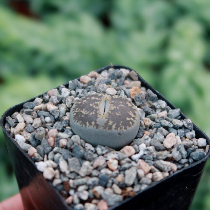 Close-up of Lithops aucampiae succulent in a black pot with gravel, set against a soft, blurred green foliage background.