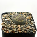 2"