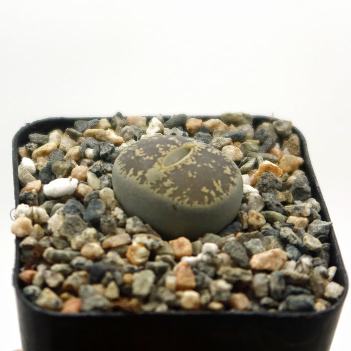 2"