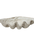 Magnesia Seashell Decor
