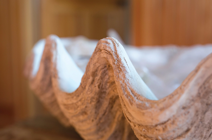 Magnesia Seashell Decor