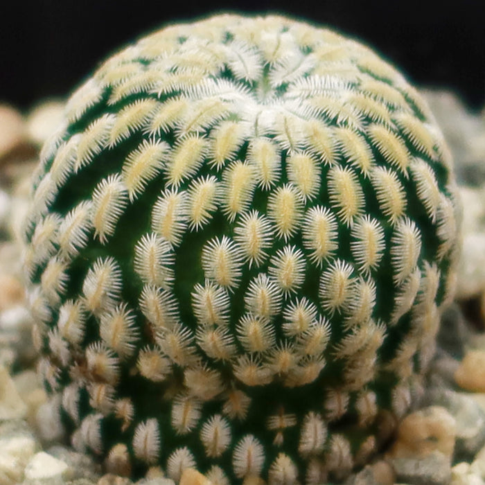 Mammillaria Pectinifera with symmetrical white, feathery spines sits on light gravel, perfect for a low-maintenance cactus display.