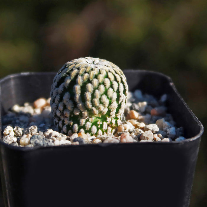 Compact Mammillaria Pectinifera cactus with patterned ridges in a black plastic pot filled with gravel, perfect for easy-care collections.