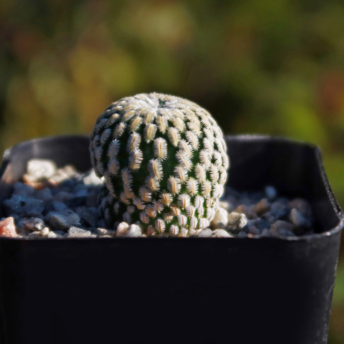 Mammillaria Pectinifera, a round cactus with white spines and textured surface, shown in a black pot with gravel for easy care.