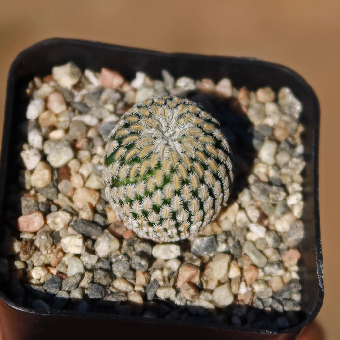 Mammillaria Pectinifera, a small round cactus with white spines, in a square pot of colorful gravel against a blurred brown background.