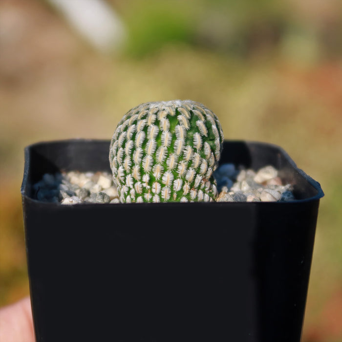 The Mammillaria Pectinifera is a small, round cactus with white ridges in a black plastic pot filled with pebbles.