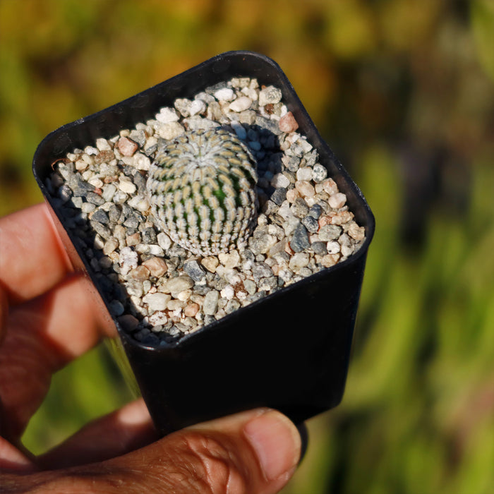 A hand holds a small black pot with a Mammillaria Pectinifera cactus in coarse gravel; blurred green foliage is seen in the background.