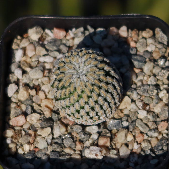 Mammillaria Pectinifera cactus with spiral spines in a square gravel pot, seen from above in bright sunlight; easy-care for sunny spots.