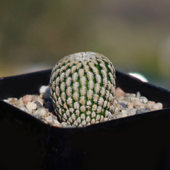 A small, round Mammillaria Pectinifera cactus with white and green ridges in a black pot filled with pebbles, low-maintenance plant.