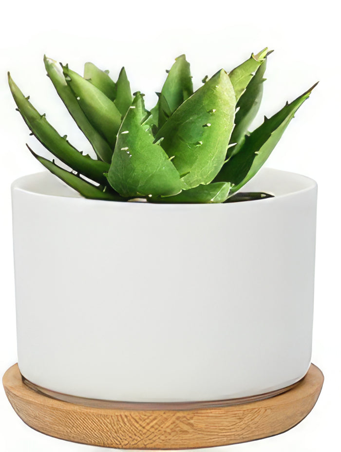 Mini White Ceramic Cactus Planter with Drainage Hole and Bamboo Tray