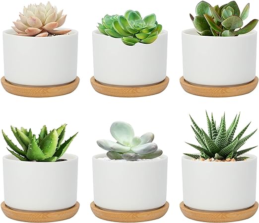 Front view of mini white ceramic cactus planters showcasing assorted succulents and bamboo trays on a white background