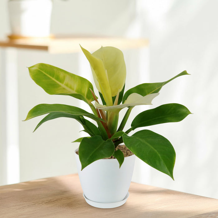 Front view of Moonlight Philodendron showcasing fluorescent yellow and green leaves in a white pot on a table