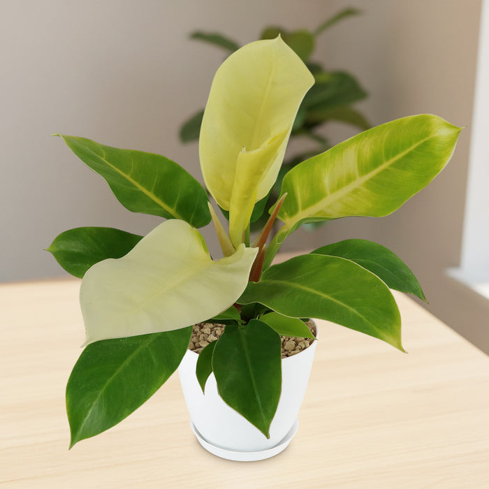 Front view of Philodendron Moonlight plant showcasing bright chartreuse and green leaves in a white 6-inch pot