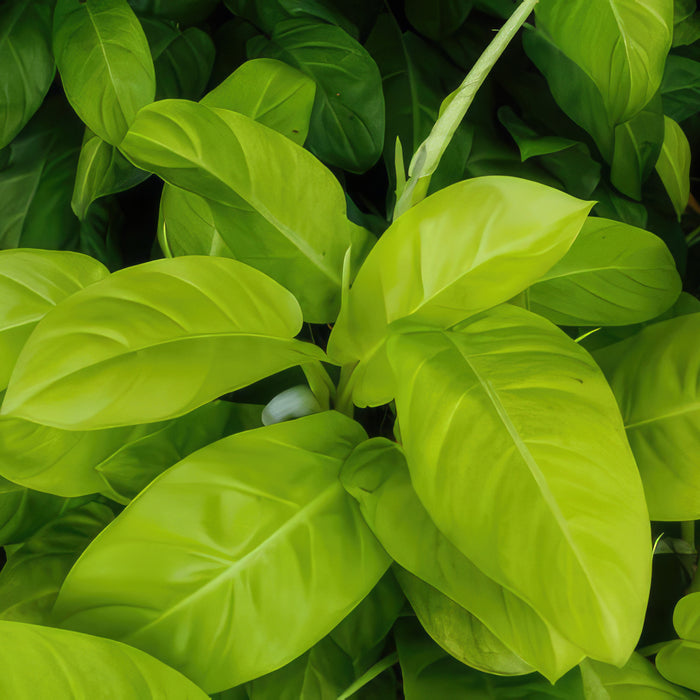 Close-up of Philodendron Moonlight plant with dense, healthy neon yellow and green leaves, smooth surfaces, and prominent veins.
