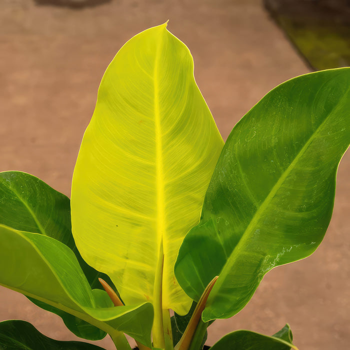 Close-up of a Philodendron Moonlight Plant with large neon yellow and green leaves against a softly blurred brown background.