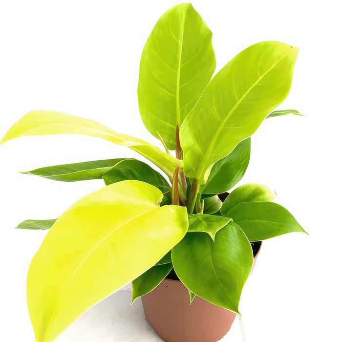 Philodendron Moonlight plant with large, glossy bright green and neon yellow leaves displayed against a clean white background.