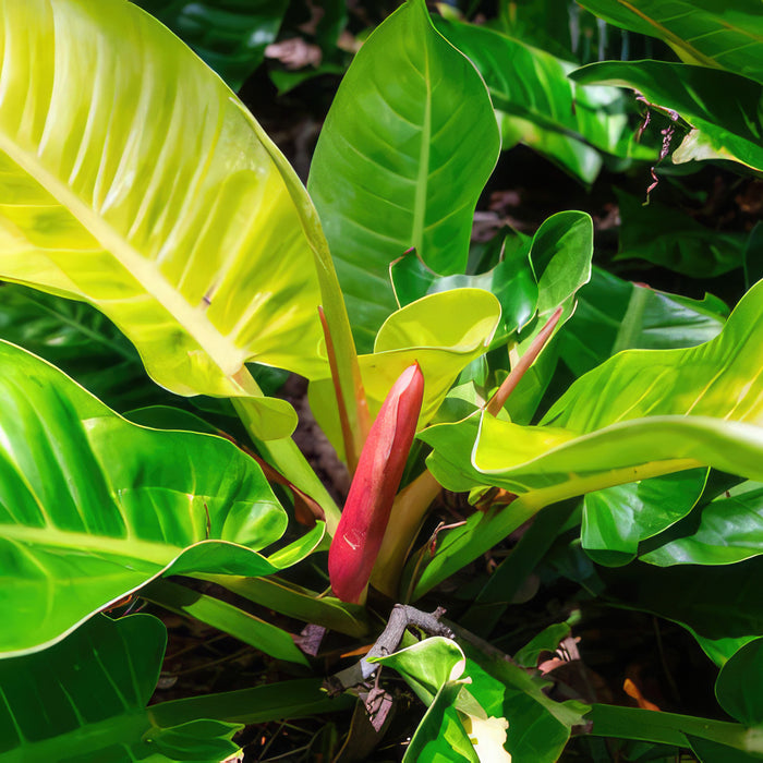 Close-up of Philodendron Moonlight with large, glossy neon yellow leaves and a single upright reddish-pink bud in bright sunlight.