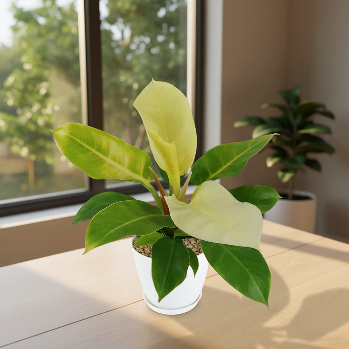 Angled view of Philodendron Moonlight plant showcasing bright chartreuse and green leaves in a white pot by a sunny window