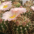 Close-up view of Notocactus roseoluteus showcasing glossy salmon-pink flowers with yellow centers among spines