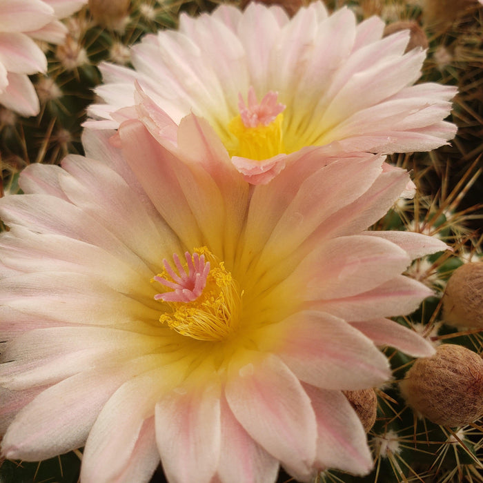 Close-up of two pale pink Notocactus roseoluteus flowers with yellow centers and pink stamens, surrounded by spines and fuzzy buds.